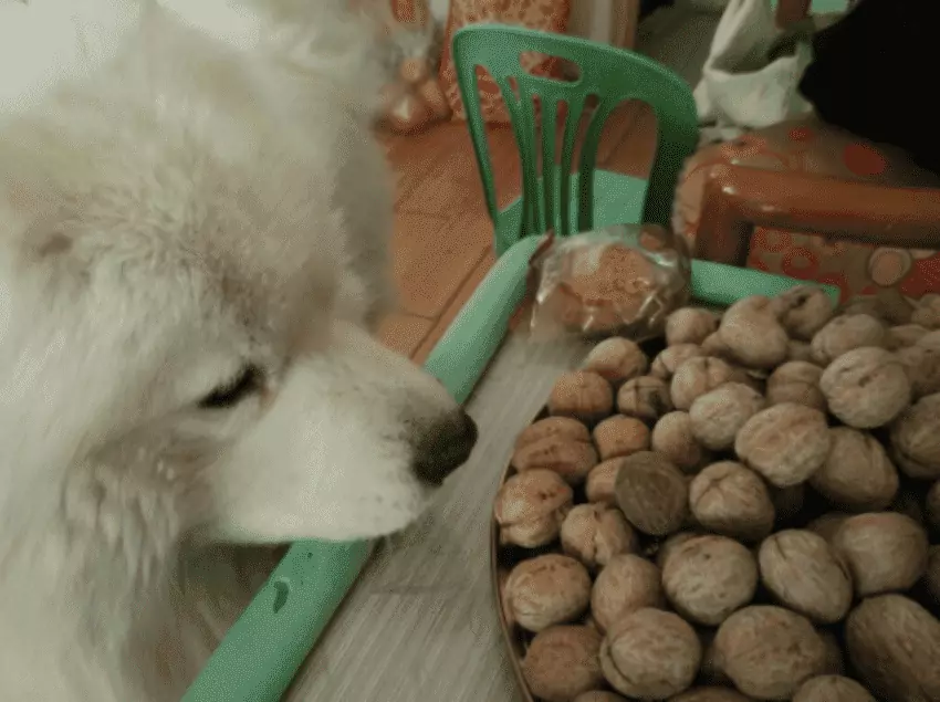 Can dogs eat walnuts? Dogs can eat walnuts