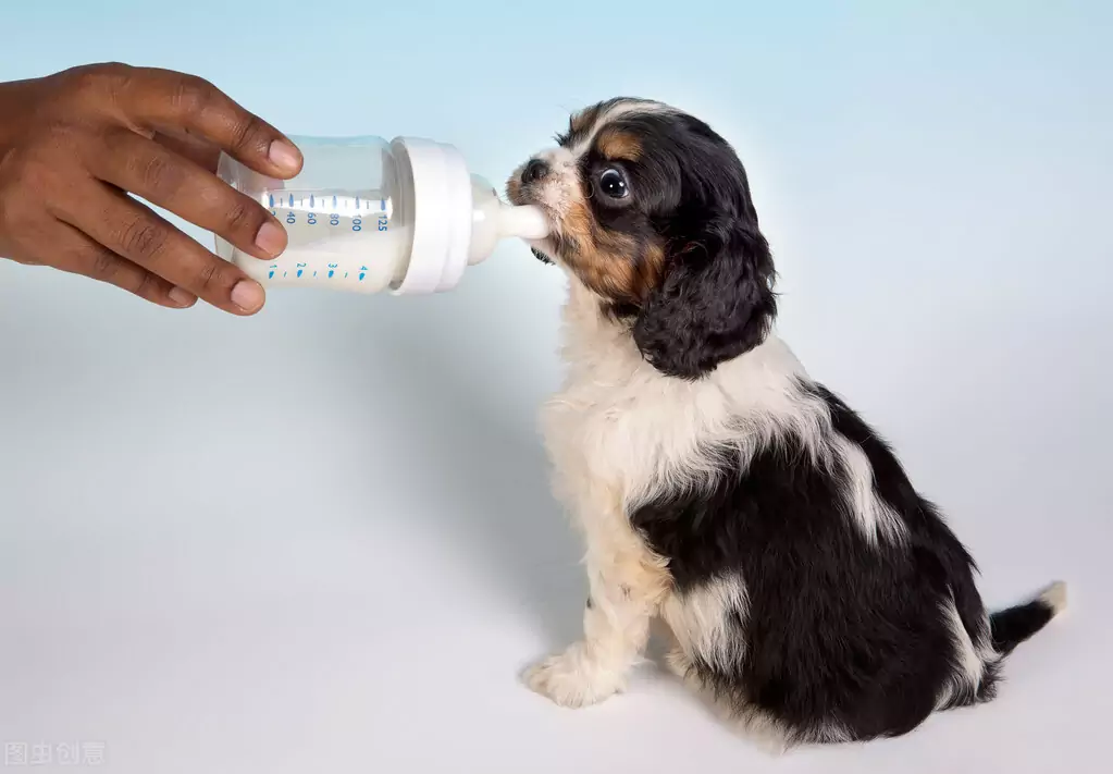 Can dogs drink milk? What milk can owners use instead of cow's milk?