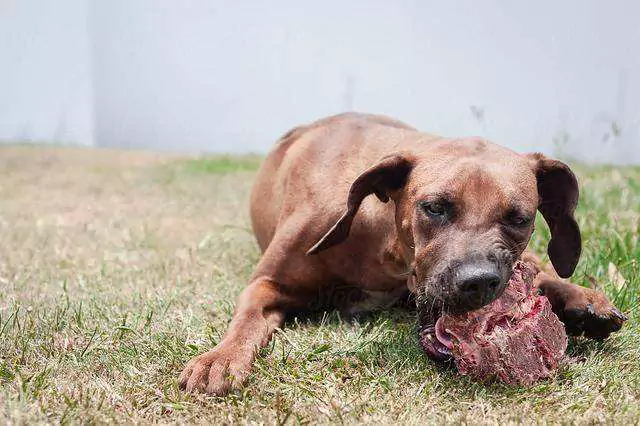 Can dogs eat raw meat? Do dogs become aggressive when they eat raw meat