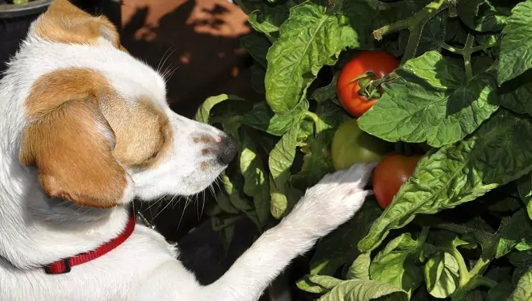 Can dogs eat tomatoes? What are the benefits of tomatoes for dogs?
