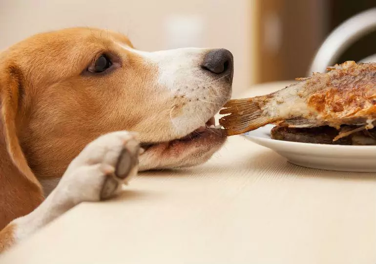 Is fish good for dogs?