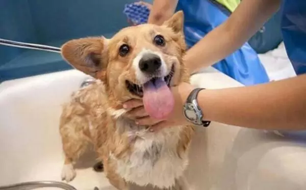 Can dogs take a bath?
